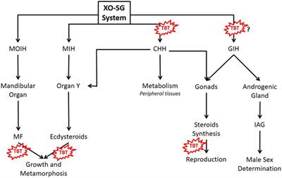 Effects of Organotins on Crustaceans: Update and Perspectives